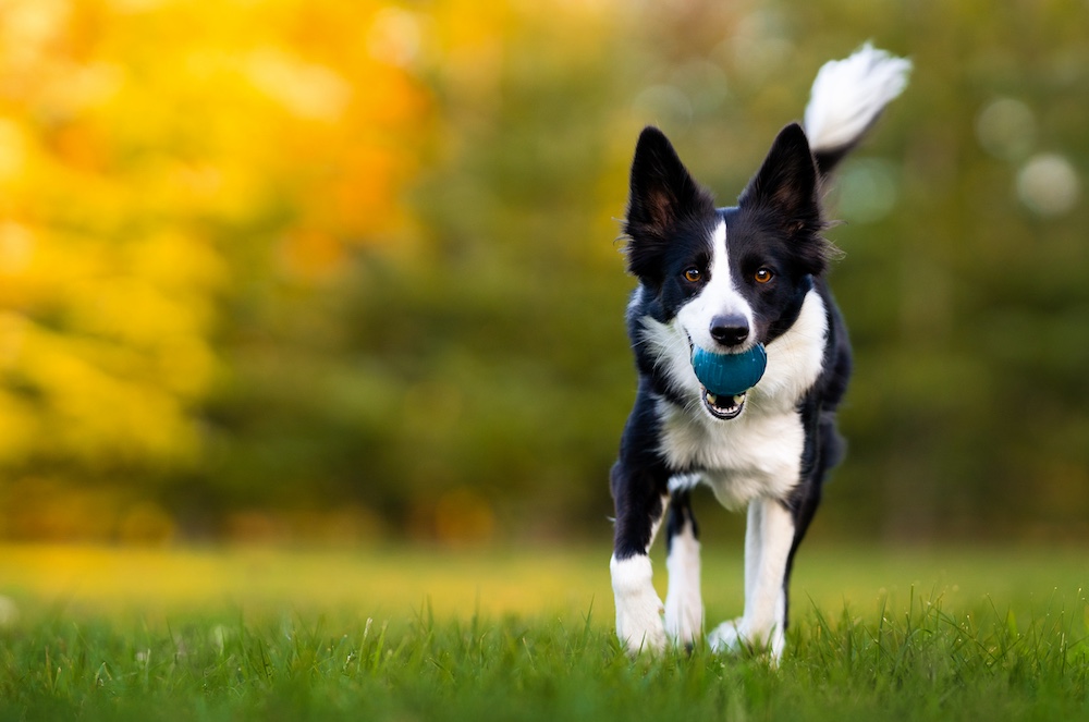 A black and white dog runs across the grass holding a blue ball in its mouth, with blurred trees in the background.