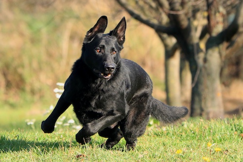 A black German Shepherd runs across grassy ground, with blurred trees and flowers in the background.
