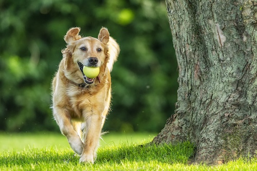 A golden retriever carries a yellow tennis ball in its mouth while running on grass beside a tree.