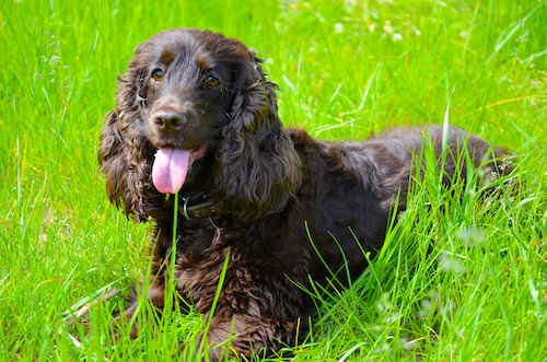 A brown dog with long ears and its tongue out lies on green grass under the sun.