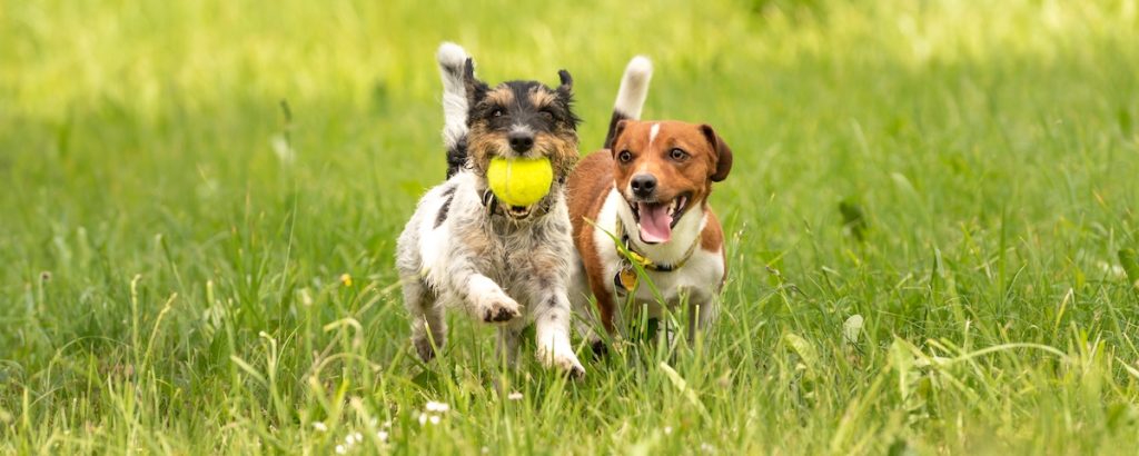 Two small dogs run on grass, with one carrying a yellow tennis ball and both appearing happy and playful.