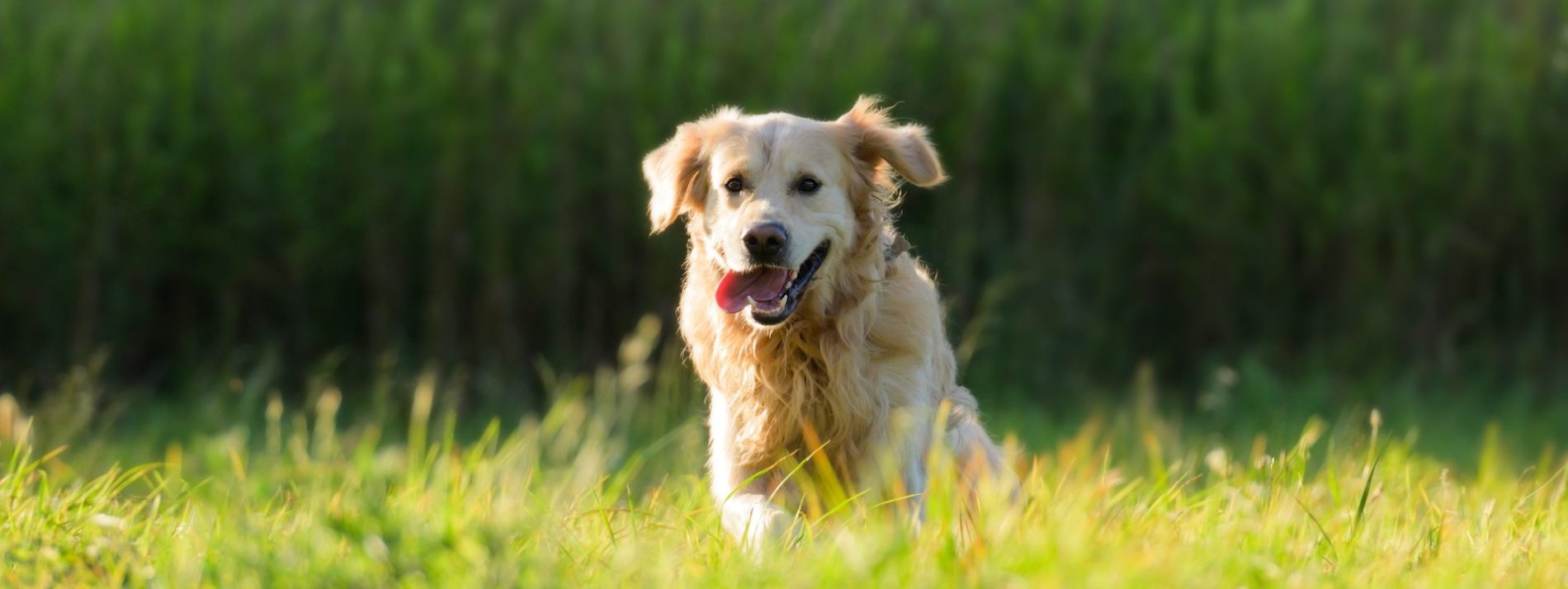 A golden retriever with its tongue out lies in tall grass under sunlight in a field.