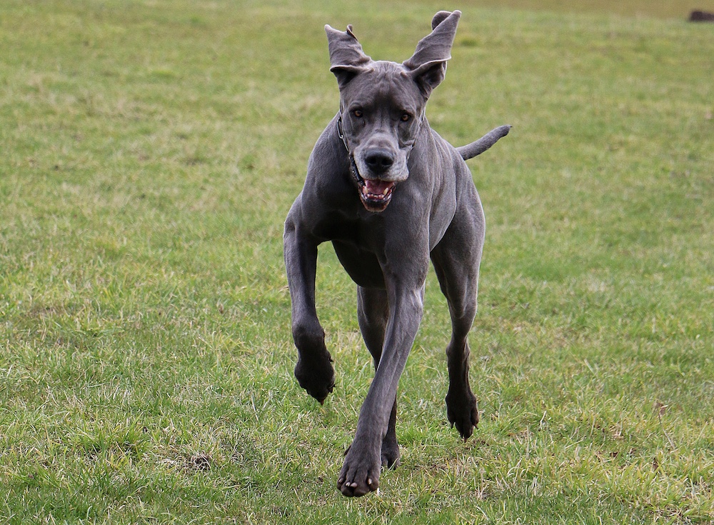 A grey Great Dane dashes across a grassy field with its ears flapping.