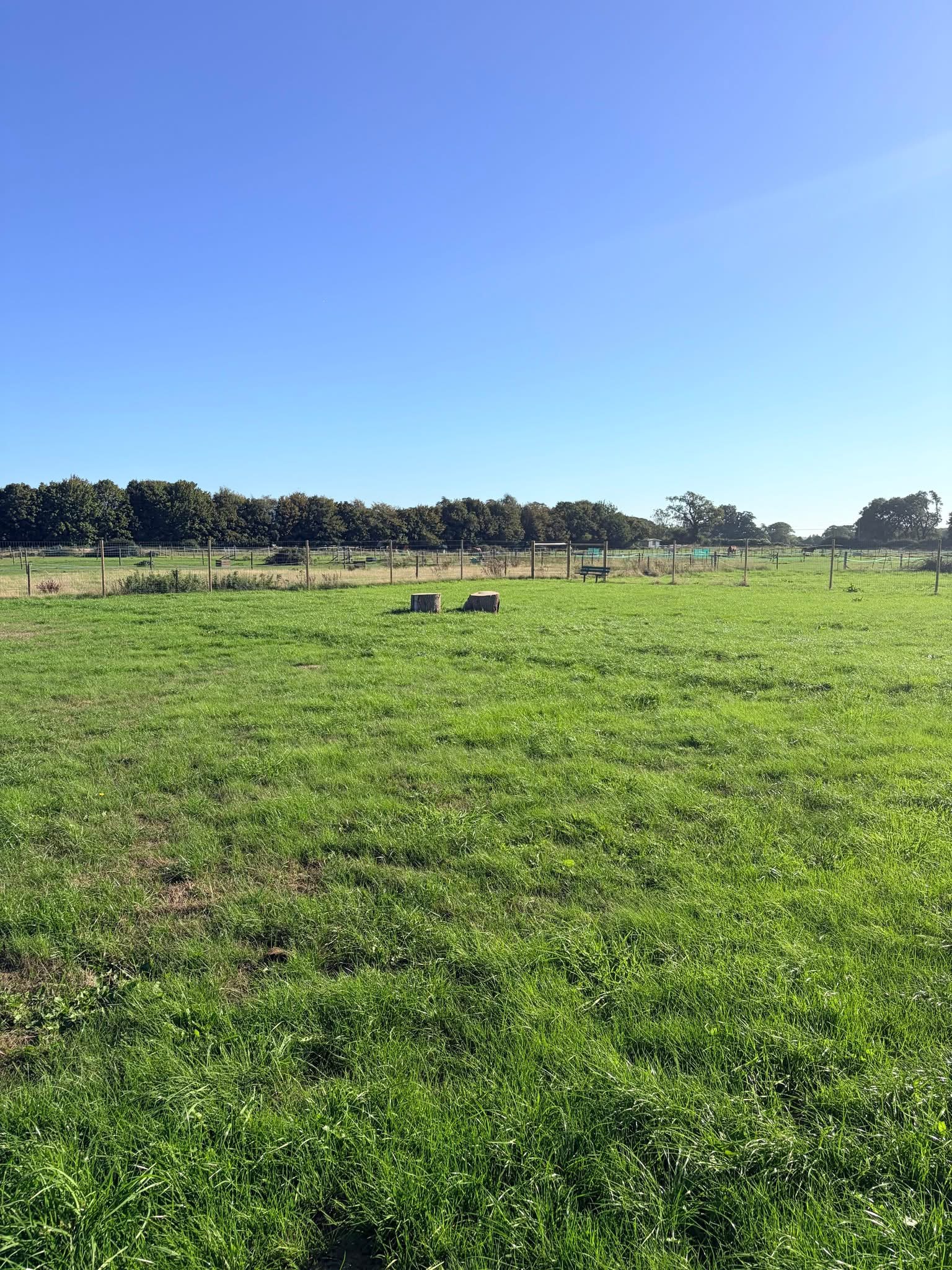 A wide green grassy field stands under a clear blue sky, featuring two tree stumps and a distant fence.