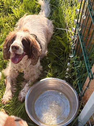 A dog lies on grass beside a metal water bowl and a fence covered in droplets of water.