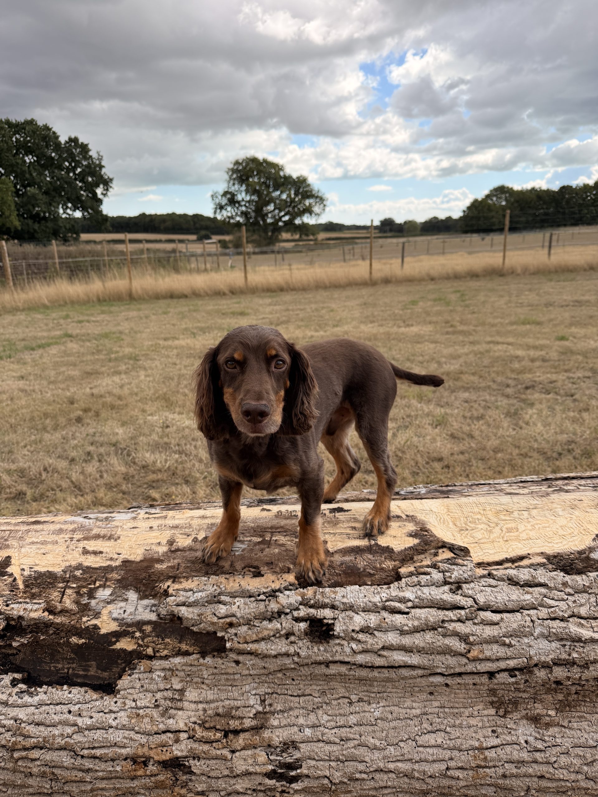 A brown dog stands on a fallen tree in a field, facing the camera with a cloudy sky behind.